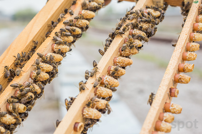 Всё для пчеловодства: качественное оборудование и инвентарь для пасечников